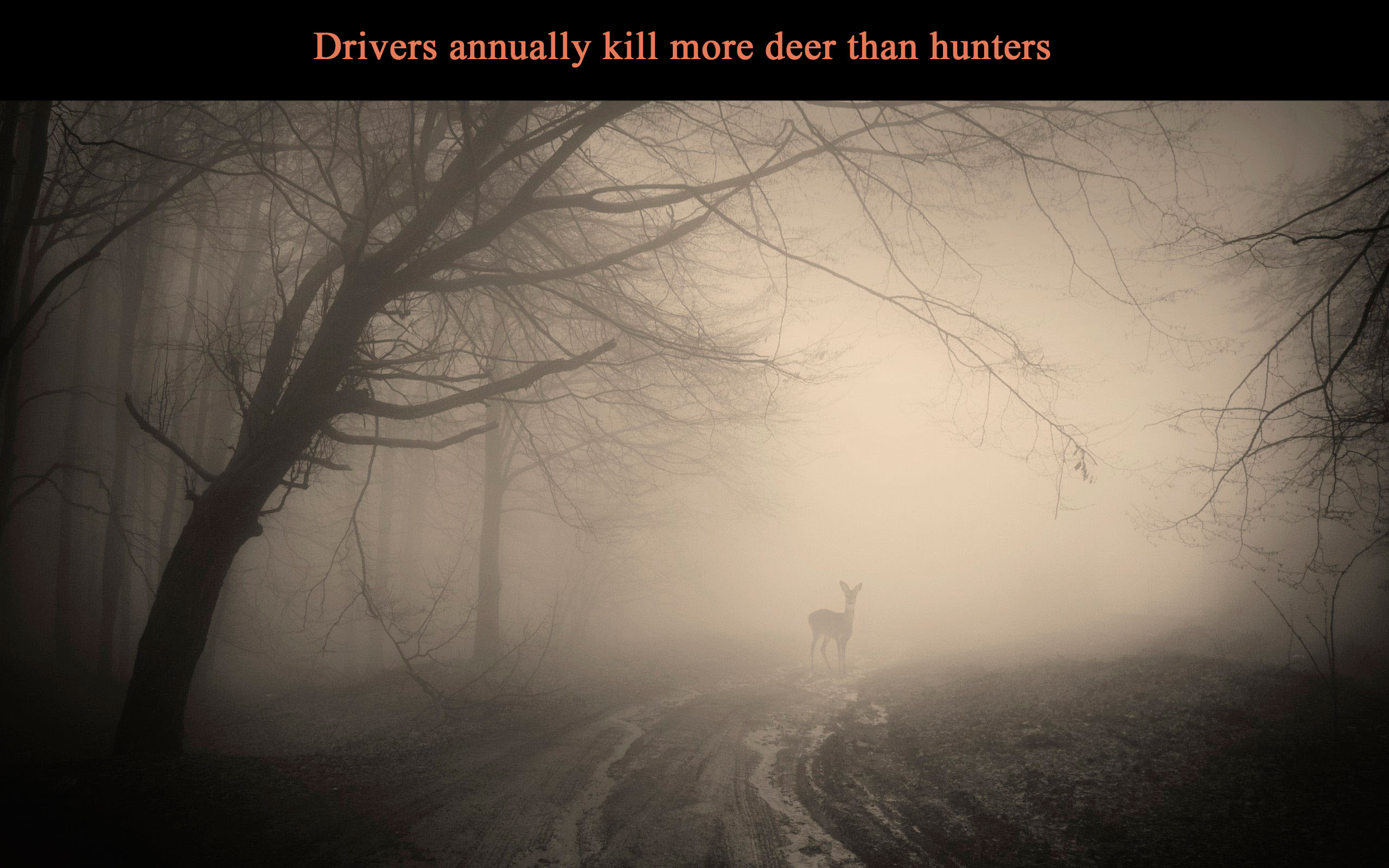 car, driver, driver road, driver kill deer