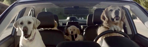 Driving Dogs!